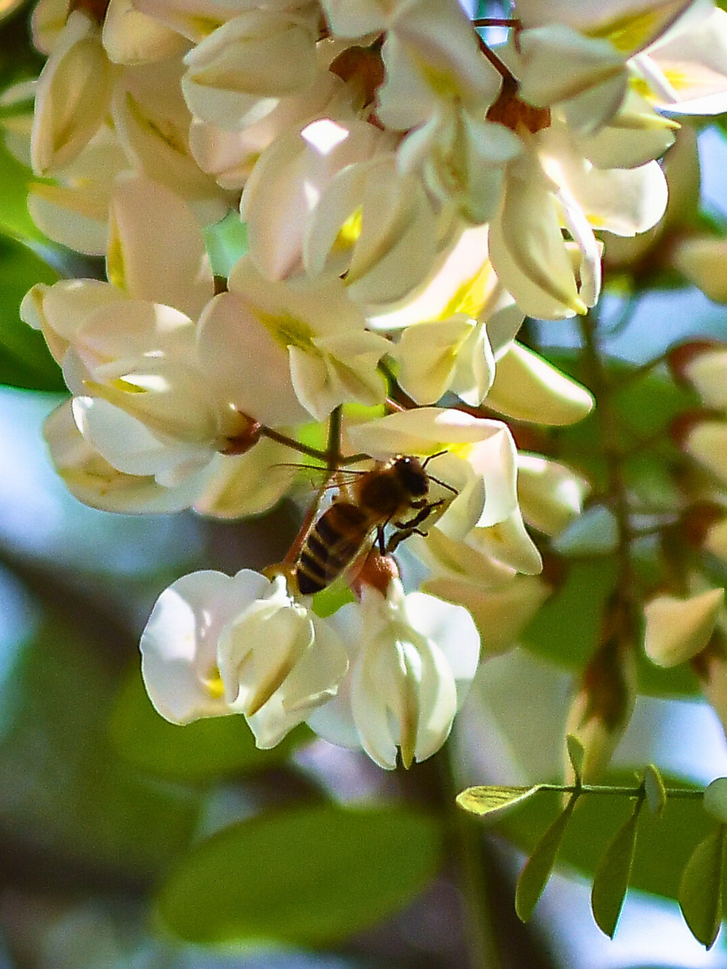 Akazienhonig - adoptiere einen Bienenstock in den Brandenburger Wäldern